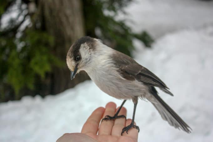 Elfin Lakes Winter Trail Snowshoe And Ski Guide