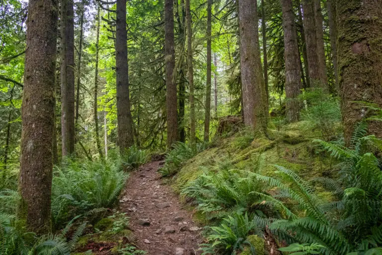 Evans Peak Hike In Golden Ears Provincial Park | Outdoor Vancouver