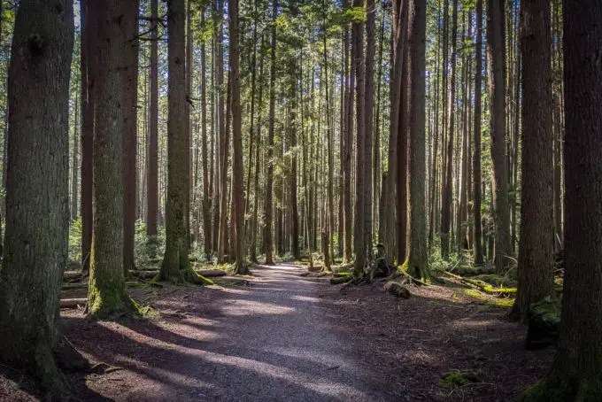 Hiking In Pacific Spirit Regional Park | Outdoor Vancouver